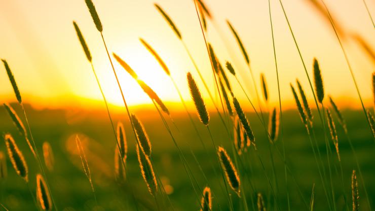 sunshine in a field